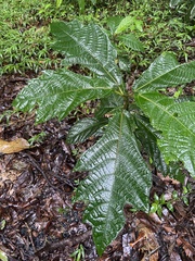 Ficus copiosa