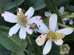 Anemopsis californica
