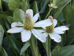 Anemopsis californica