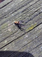 Opisthoncus polyphemus