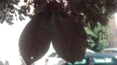 Prunus cerasifera pissardii