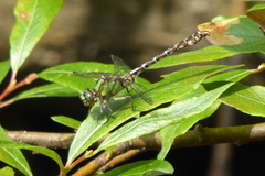 Ophiogomphus colubrinus
