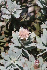 Protea subvestita