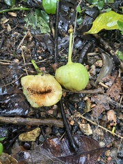 Ficus copiosa