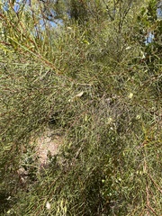 Hakea trifurcata