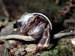 Coenobita cavipes