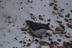 Sitta europaea asiatica