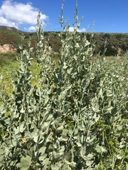 Malacothamnus fasciculatus nuttallii