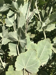 Malacothamnus fasciculatus nuttallii