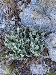 Pellaea bridgesii