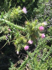 Carduus tenuiflorus