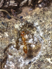 Camponotus festinatus