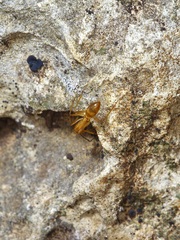 Camponotus festinatus