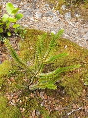 Veronica vernicosa