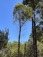 Allocasuarina fraseriana