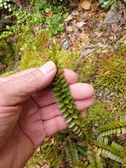 Veronica vernicosa