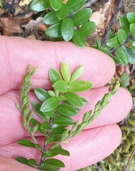 Veronica vernicosa