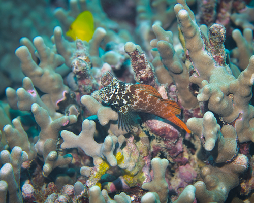 Leopard blenny (Exallias brevis) — Blenniidae — 4