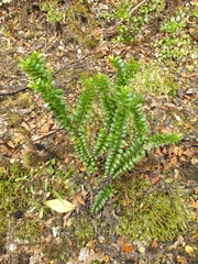 Veronica vernicosa
