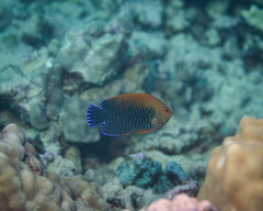 Centropyge potteri
