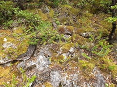 Veronica vernicosa