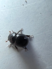 Germarostes posticus