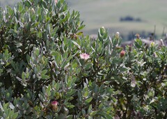Protea subvestita