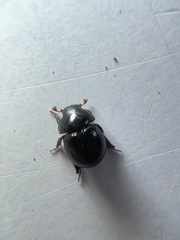 Germarostes posticus