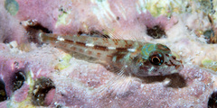 Helcogramma chica