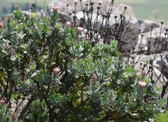 Protea subvestita