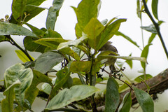 Zimmerius albigularis