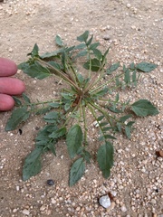 Chylismia