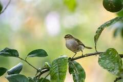 Zimmerius albigularis