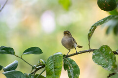 Zimmerius albigularis