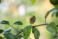 Zimmerius albigularis