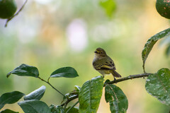 Zimmerius albigularis