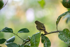 Zimmerius albigularis