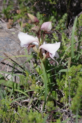 Disa crassicornis