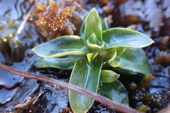 Gentiana douglasiana