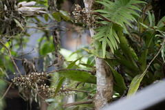 Aechmea angustifolia