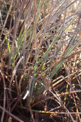 Carex livida