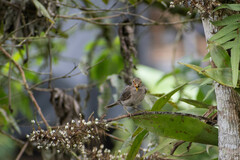 Turdus maculirostris