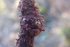 Frullania