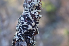 Menegazzia