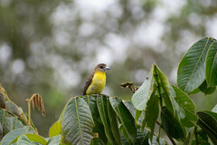 Ramphocelus flammigerus