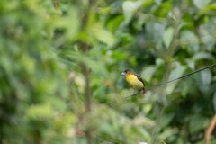 Ramphocelus flammigerus