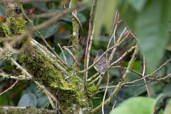 Elaenia flavogaster