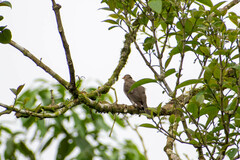 Turdus maculirostris