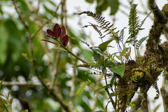 Columnea spathulata
