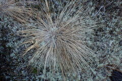 Trichophorum cespitosum